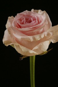 _MG_8859a