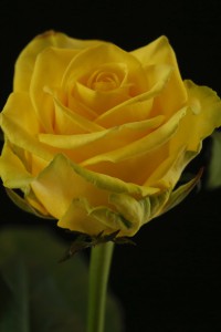 _MG_8787a