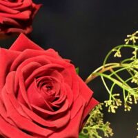 IMG_9487