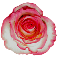 jumilia bloemknop